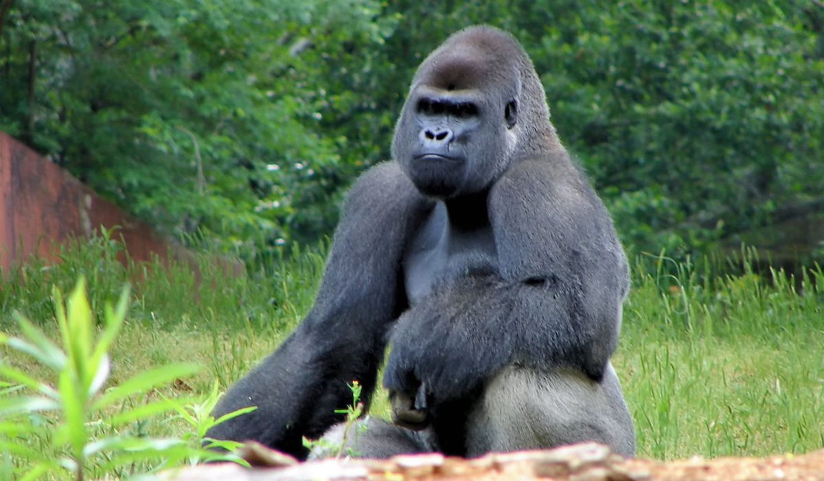 COVID-19 infections spread through gorillas at Atlanta zoo
